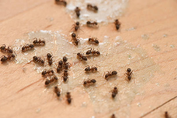 Best Emergency Pest Control  in Burton, OH