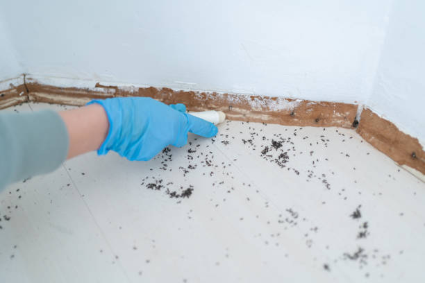 Best Mosquito Control Services  in Burton, OH